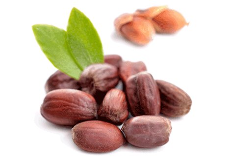 Ингредиенты Garnier Жожоба